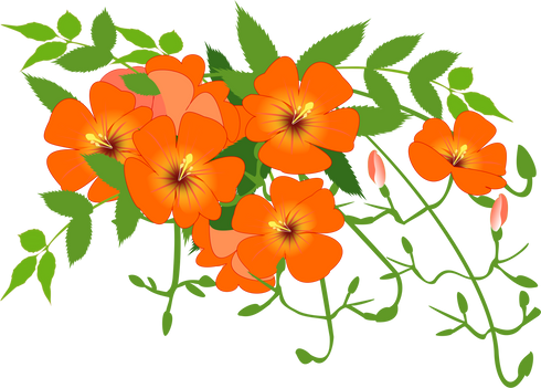 Flower Plant Illustration